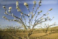 Blossoming orchard