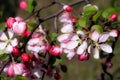 Blossoming orchard. Apple tree spring blossoms