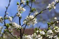 Blossoming orchard in the spring. Blooming plum orchard tree on a blue sky background. Spring background. Spring orchard. Royalty Free Stock Photo