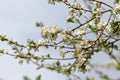 Blossoming orchard in the spring. Blooming plum orchard tree on a blue sky background. Spring background. Spring orchard. Royalty Free Stock Photo