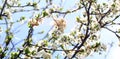 Blossoming orchard in the spring. Blooming plum orchard tree on a blue sky background. Spring background. Spring orchard.