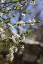 Blossoming orchard in the spring. Blooming plum orchard tree on a blue sky background. Spring background. Spring orchard. Royalty Free Stock Photo