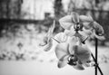 The blossoming of orchids flowers, black and white background. Royalty Free Stock Photo