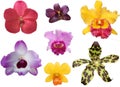 Collection of blooming orchids on a white background. Single flowers of different varieties Royalty Free Stock Photo