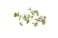 Blossoming oregano, wild marjoram, origanum vulgare, flowering plant isolated on white background Royalty Free Stock Photo