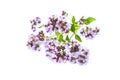 Blossoming oregano, wild marjoram, origanum vulgare, flowering plant isolated on white background