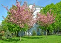 The blossoming Oriental cherry trees Prunus serrulata Lindl. in the city square Royalty Free Stock Photo