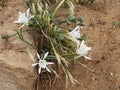 Blossoming pank handheld transceivers sea (Pancratium maritimumL.) Royalty Free Stock Photo