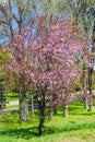Blossoming paradise apple tree in a park Royalty Free Stock Photo