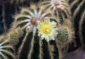 Blossoming Parodia cactus with yellow flowers. Botanischer Garten KIT Karlsruhe, Germny Royalty Free Stock Photo