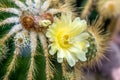 Blossoming Parodia cactus with yellow flowers. Botanischer Garten KIT Karlsruhe, Germny Royalty Free Stock Photo