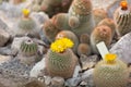 Blossoming Parodia cactus Royalty Free Stock Photo