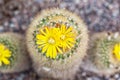 Blossoming Parodia cactus Royalty Free Stock Photo