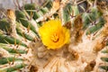 Blossoming Parodia cactus Royalty Free Stock Photo