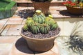 The blossoming Parodia magnifica cactus Royalty Free Stock Photo