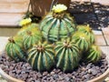 The blossoming Parodia magnifica cactus Royalty Free Stock Photo