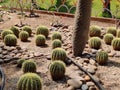 Astrophytum asterias cactus in flower pot Royalty Free Stock Photo