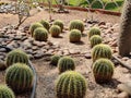 Astrophytum asterias cactus in flower pot Royalty Free Stock Photo