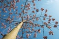 Blossoming Paulownia trees in the spring
