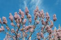 Blossoming Paulownia trees in the spring