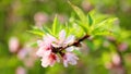 Blossoming peach flowers branch in spring