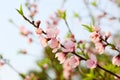 The blossoming peach flowers branch in spring