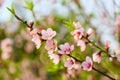 The blossoming peach flowers branch in spring 2