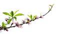 Blossoming peach flowers branch in white background
