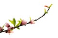 Blossoming peach flowers branch in white background 2