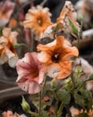 Blossoming peach petunias an everpresent reminder of the loss a a landscape of destruction. Abandoned landscape. AI