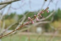 Blossoming peach tree branch, pruned branch with pink buds close-up Royalty Free Stock Photo