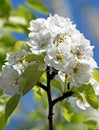 Blossoming Pear. Spring