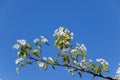 Blossoming pear in spring garden. Bee Pollination Pear Flowers
