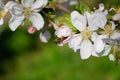 Blossoming pear in spring garden. Bee Pollination Pear Flowers