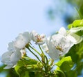 Blossoming pear tree and blue sky