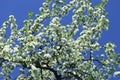 Blossoming pear-tree