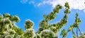 Blossoming pear tree and blue sky. Wide photo