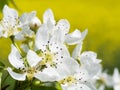 Blossoming pear tree, detail Royalty Free Stock Photo