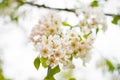 A blossoming pear tree in springtime. Delicate flowering and the heady scent of spring Royalty Free Stock Photo