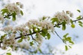 A blossoming pear tree in springtime. Heady scent of spring Royalty Free Stock Photo