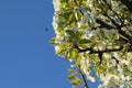 Flowering pear tree and bee