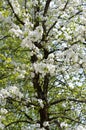Blossoming pear tree