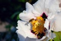 Blossoming peony and bee Royalty Free Stock Photo