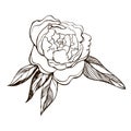 blossoming peony flower. Hand drawn outline illustration of flowering peony. Engraved ink peony flower sketch. beautiful blooming Royalty Free Stock Photo