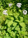 The blossoming perennial honest Lunaria rediviva L Royalty Free Stock Photo