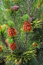 The blossoming pine ordinary Pinus sylvestris L Royalty Free Stock Photo