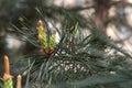 Pine tree branch, buds and cones, copyspace Royalty Free Stock Photo