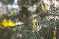 Pine tree branch, buds and cones, copyspace Royalty Free Stock Photo