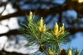 Blossoming pine tree in spring Royalty Free Stock Photo