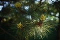 blossoming pine tree in summer park Royalty Free Stock Photo